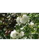 Rosier ancien - Mme Hardy - ©Roses Guillot®
