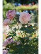 Rosier ancien - Mme Pierre Oger - ©Roses Guillot®