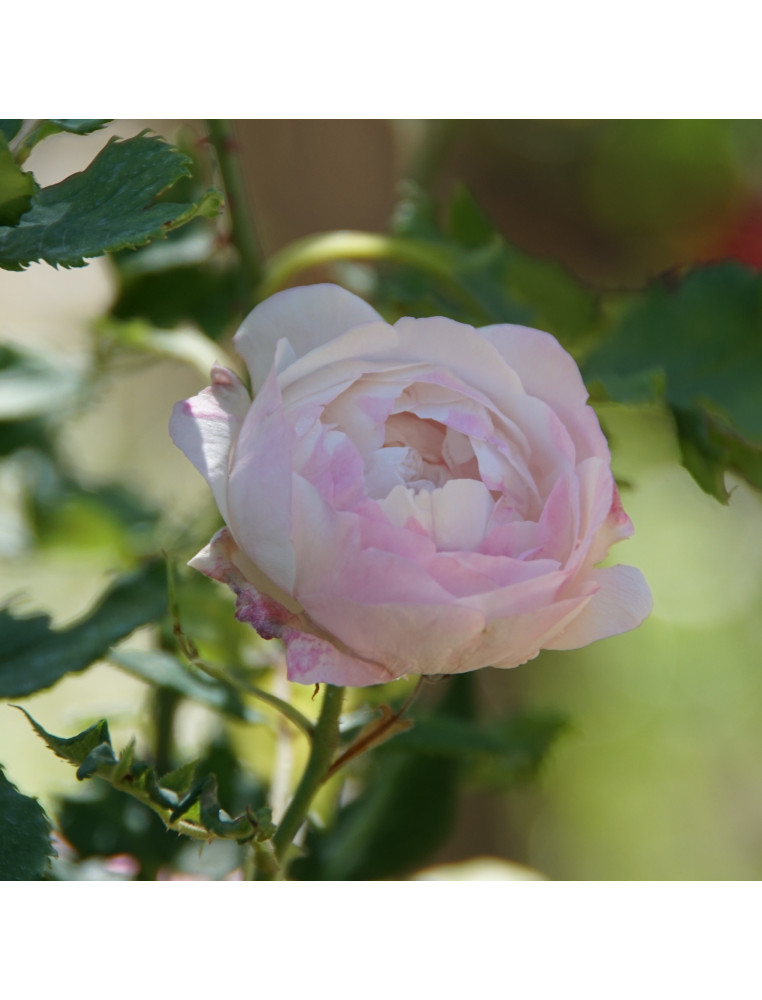 Rosier ancien - Mme Pierre Oger - ©Roses Guillot®