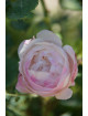 Rosier ancien - Mme Pierre Oger - Roses Guillot®