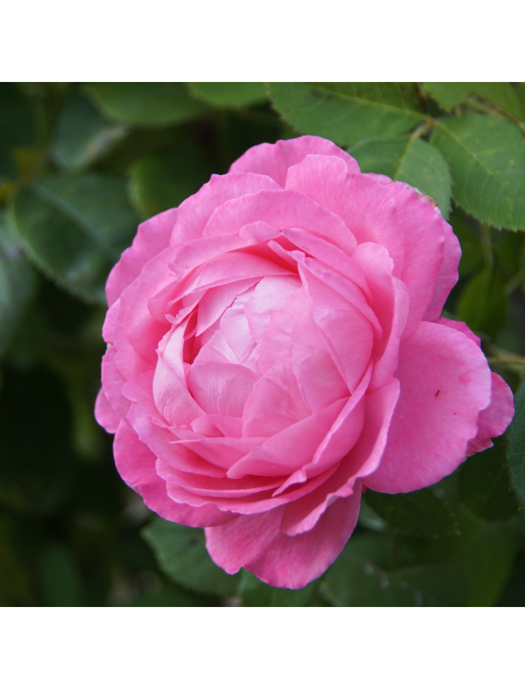 Rosier ancien - Mrs John Laing - ©Roses Guillot® Rosier ancien - Mrs John Laing - ©Roses Guillot®