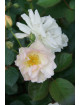 Rosier ancien - Pénélope - ©Roses Guillot®