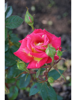 Hybrides de Thé Guillot® - Petite Perfection - ©Roses Guillot®