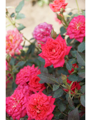 Hybrides de Thé Guillot® - Petite Perfection - ©Roses Guillot®