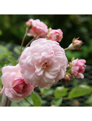 Rosier ancien - Pink Prosperity - ©Roses Guillot®