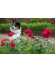 Hybrides de Thé Guillot® - Proud Land - ©Roses Guillot®