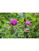 Rosier ancien - Reine des Violettes - ©Roses Guillot®