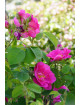 Rose de Provins - Rosa Gallica Officinalis 