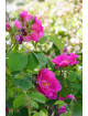 Rose de Provins - Rosa Gallica Officinalis - ©Roses Guillot® 