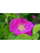 Rose de Provins - Rosa Gallica Officinalis 