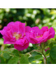 Rose de Provins - Rosa Gallica Officinalis - ©Roses Guillot® 