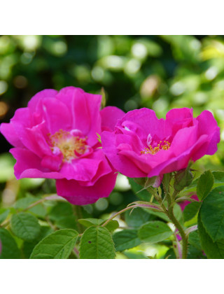 Rose de Provins -  Rosa Gallica Officinalis - ©Roses Guillot® 