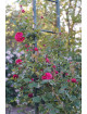 Rosier Générosa® Grimpant - Rose Salma Es-Said - ©Roses Guillot®