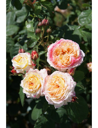 Rosier Générosa® - Rosomane Janon - ©Roses Guillot®