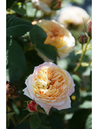 Rosier Générosa® - Rosomane Janon - ©Roses Guillot®