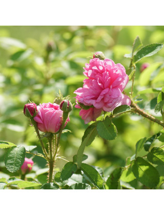 Rosier Ancien - Salet - ©Roses Guillot®