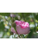 Rosier Ancien - Salet - ©Roses Guillot®