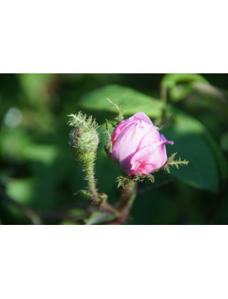 Rosier Ancien - Salet - ©Roses Guillot®