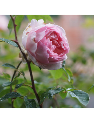 Rosier Générosa® - Sonia Rykiel -©Roses Guillot®