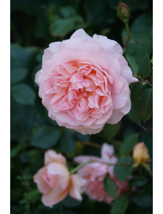 Rosier Générosa® - Sonia Rykiel -©Roses Guillot®