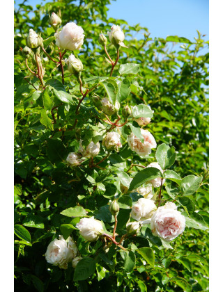Souvenir de la Malmaison Climbing - ©Roses Guillot®