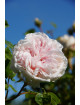 Souvenir de la Malmaison Climbing - ©Roses Guillot®