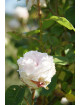 Souvenir de la Malmaison Climbing - ©Roses Guillot®