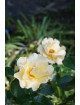 Rosier fleurs groupées Guillot® - Souvenir de Robert Schuman®