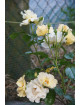 Rosier Terre de Roses® - Souvenir de Robert Schuman - ©Roses Guillot®