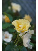 Rosier Terre de Roses® - Souvenir de Robert Schuman - ©Roses Guillot®