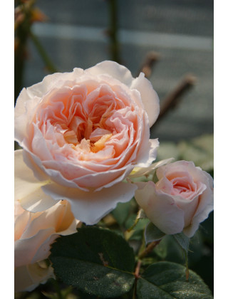 Rosier Générosa® - Véronique B - ©Roses Guillot®