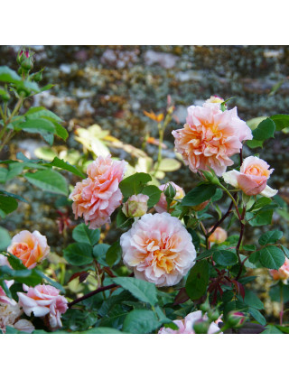 Rosiers Générosa® - Versigny - ©Roses Guillot®