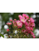 Rosier Terre des Roses® - Watermelon Ice - ©Roses Guillot®