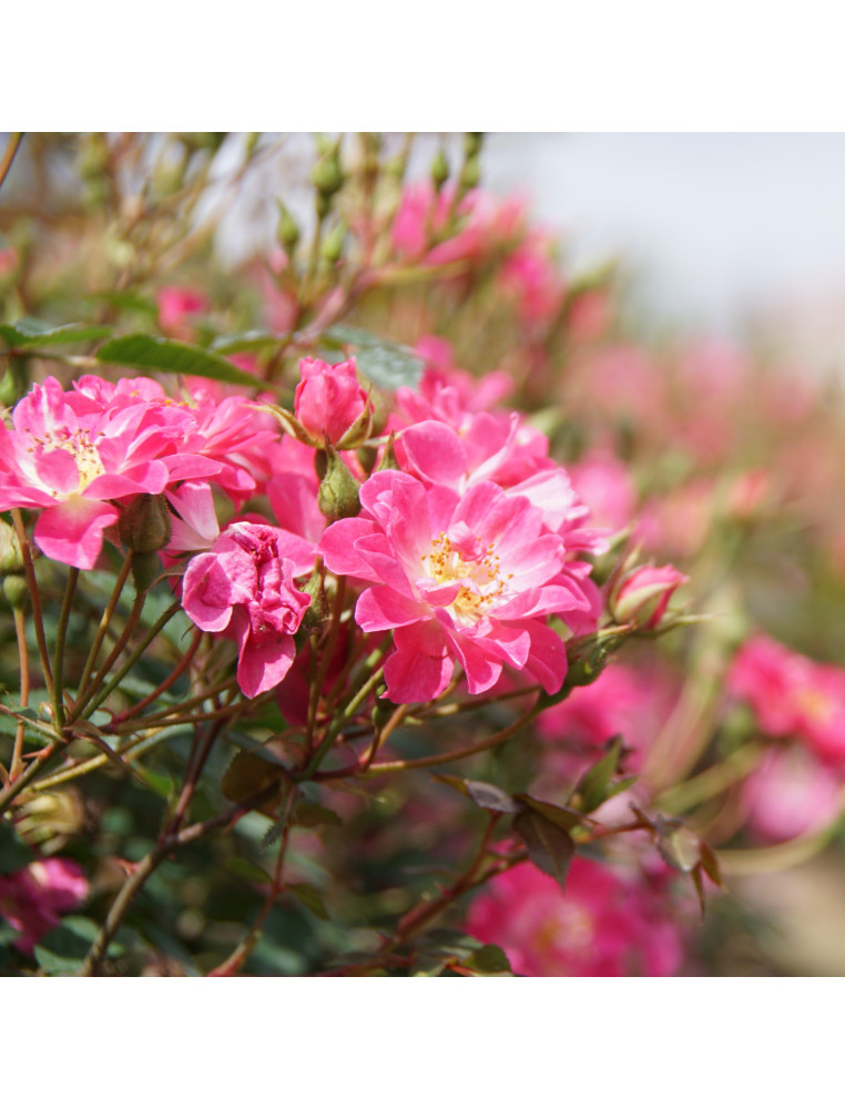 Rosier Terre des Roses® - Watermelon Ice - ©Roses Guillot®