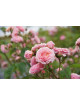 Rosier Générosa® - William Christie - ©Roses Guillot®