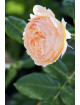 Rosier Générosa® -  Nicole Mioulane - ©Roses Guillot®