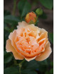 Rosier Générosa® -  Nicole Mioulane - ©Roses Guillot®