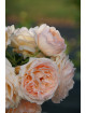 Rosier Générosa® -  Nicole Mioulane - ©Roses Guillot®