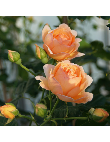 Rosier Générosa® - Nicole Mioulane - ©Roses Guillot®