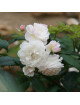 Trésor de Thorigny - Rosier Ancien - Roses Guillot®