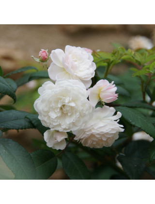 Rosier Ancien - Trésor de Thorigny - ©Roses Guillot®