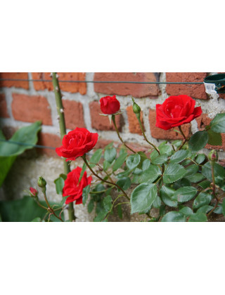 Guirlande Fleurie - Rosier Liane - Roses Guillot®