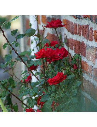 Guirlande Fleurie - Rosier Liane - Roses Guillot®