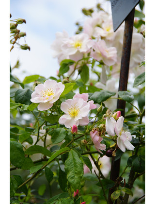 Rosier ancien - Sourire d'Orchidée - ©Roses Guillot®