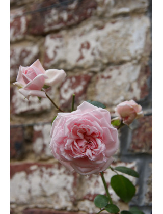 Rosier ancien Awakening - ©Roses Guillot®