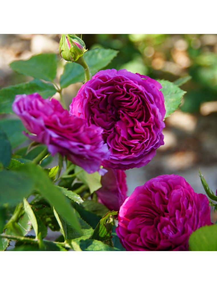 Rosiers Guillot® Générosa® - Chantal Baudron® Rosiers Guillot® Générosa® - Chantal Baudron®
