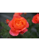 Rosier Guillot® Générosa® -  Emilien Guillot® - ©Roses Guillot®