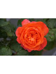 Rosier Guillot® Générosa® -  Emilien Guillot® - ©Roses Guillot®