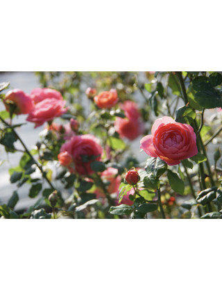 Rosier Guillot® Générosa® - Rose Amandine Chanel®