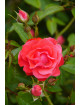 Terre de Roses® - Honneur et Agriculture®- ©Roses Guillot®